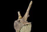 Ornithopod (Thescelosaurus) Caudal Vertebra with Processes #129349-6